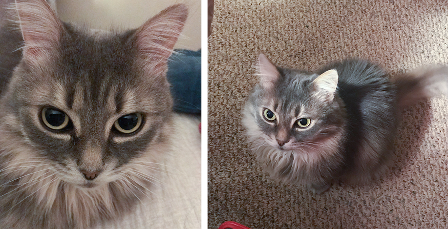 Side-by-side photos of Summer, a long-hard gray tabby cat with green eyes