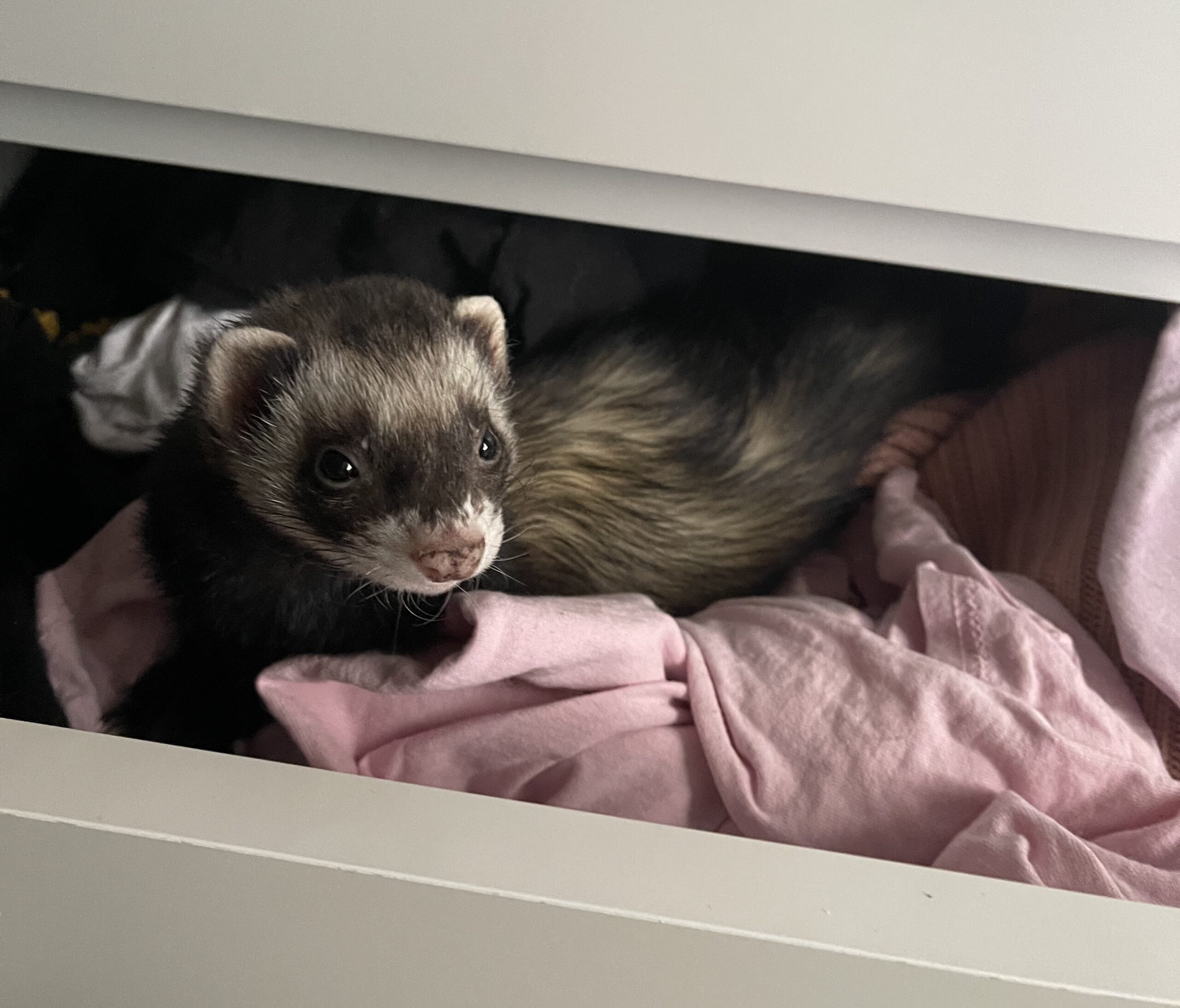 A black and white ferret looks up at the camera from the drawer of a dresser