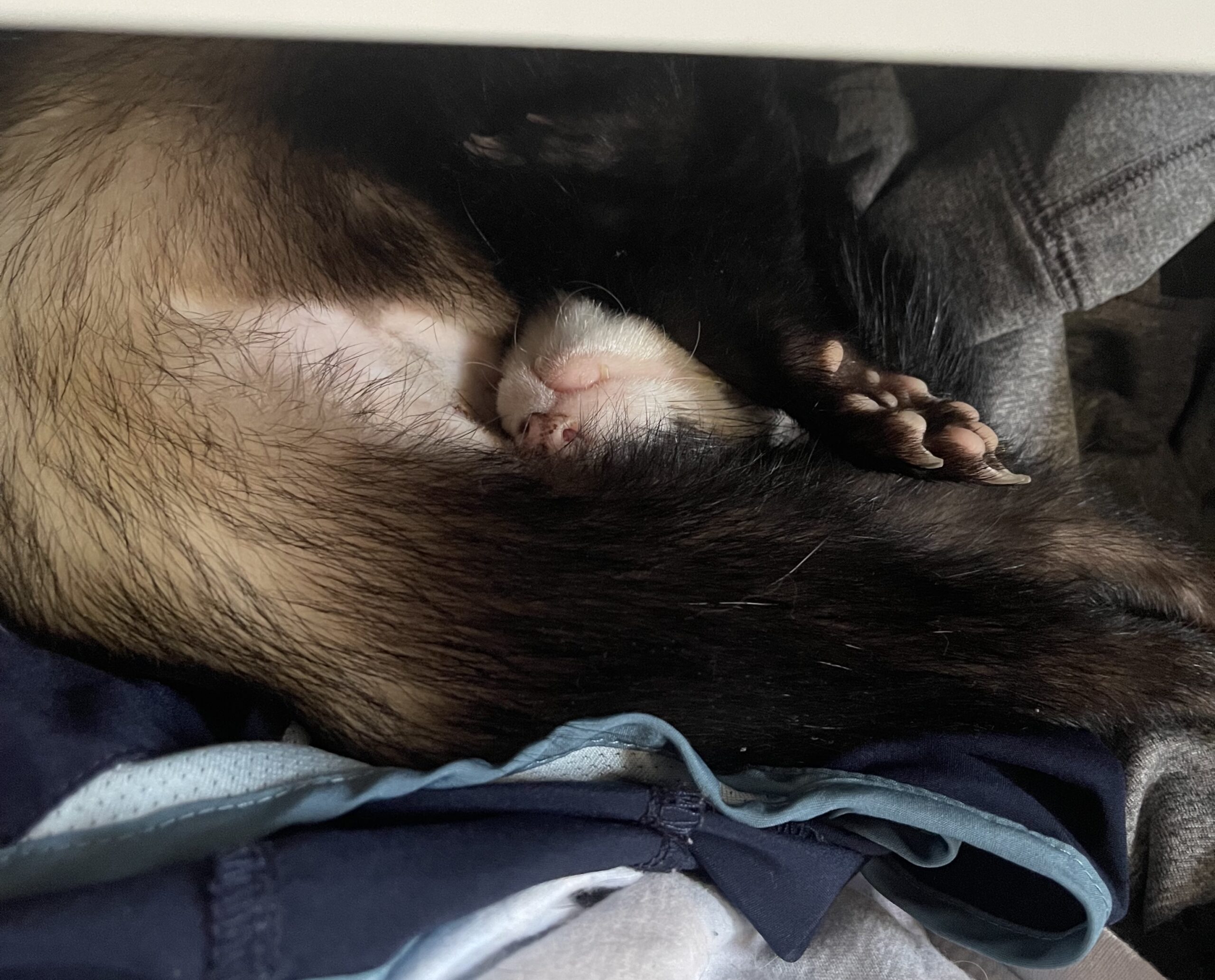 A black and white ferret is curled up and napping in a dresser drawer