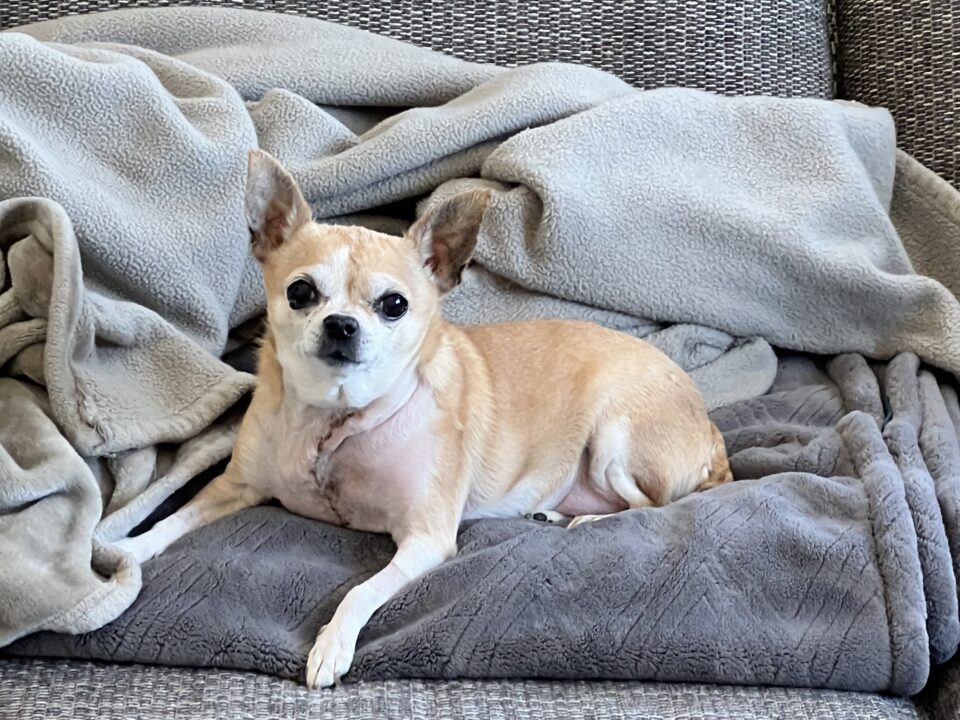 chihuahua sitting on couch