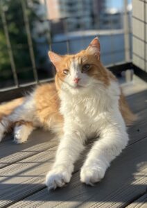 orange and white cat sitting in the sun on a balcony