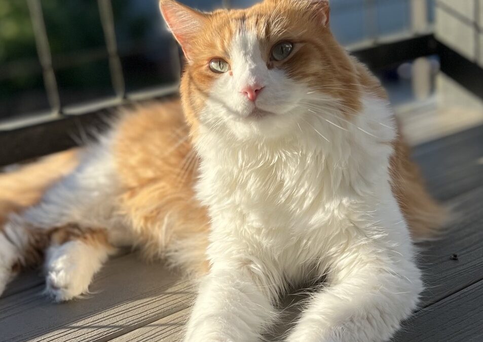 orange and white cat sitting in the sun on a balcony