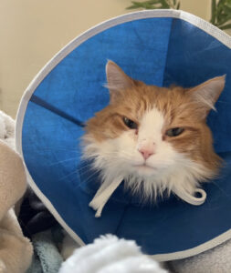 orange and white cat with cloth cone on head