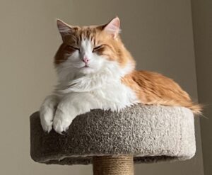 orange and white cat sleeping on top of a cat condo