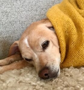 Chihuahua dog sleeping under yellow blanket