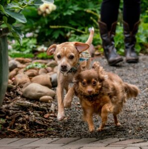 Two Chihuahua mix dogs running
