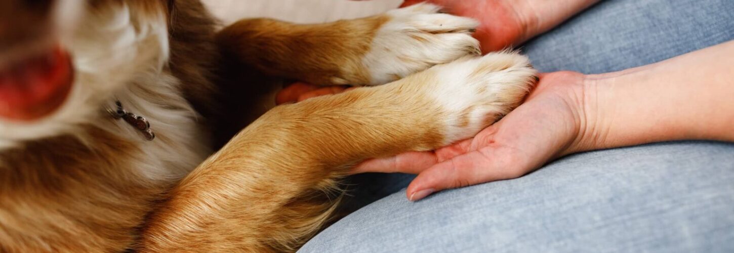 dog and person holding hands