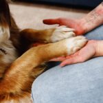 dog and person holding hands