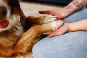 dog and person holding hands