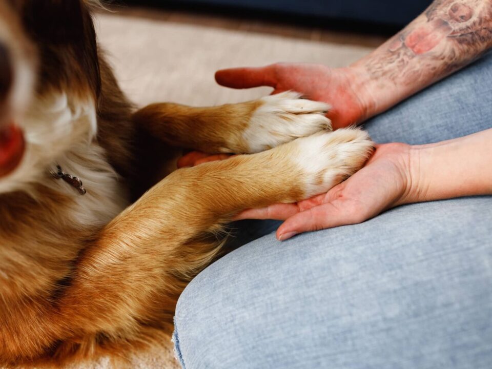 dog and person holding hands