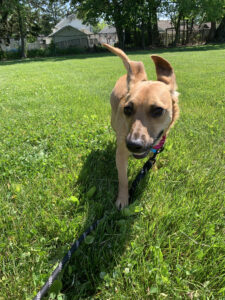 small brown dog running in grass