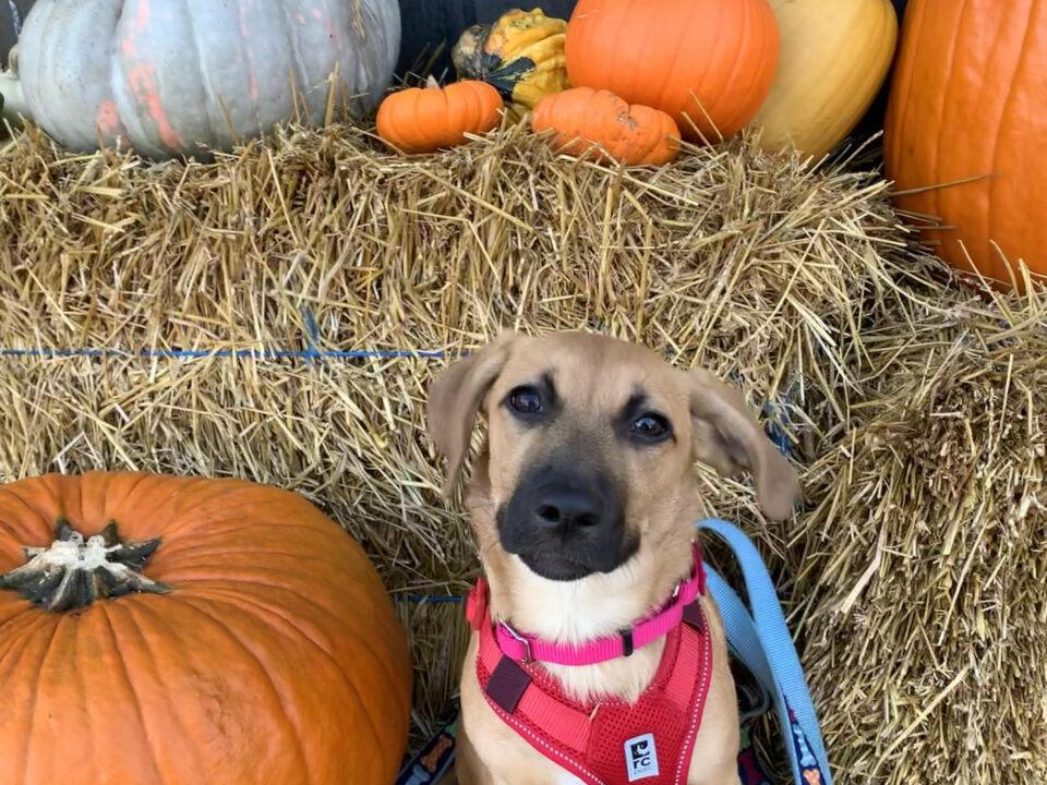 small brown dog with pumpkins
