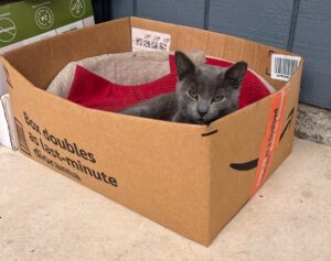 grey cat in box with red b blanket