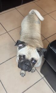 pug in the kitchen