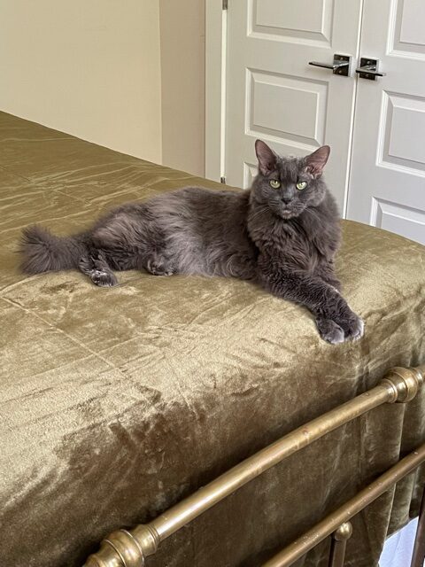 grey long-haired cat with golden eyes