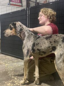 woman with curly hair petting Great Dane dog