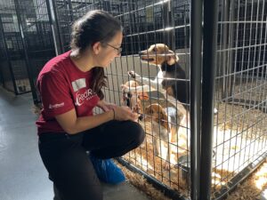 woman in red RedRover Responders t-shirt looking at puppies through a gate