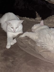 two white cats sleeping