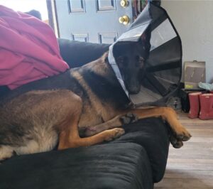 German Shepherd mix wearing a cone sitting on the couch