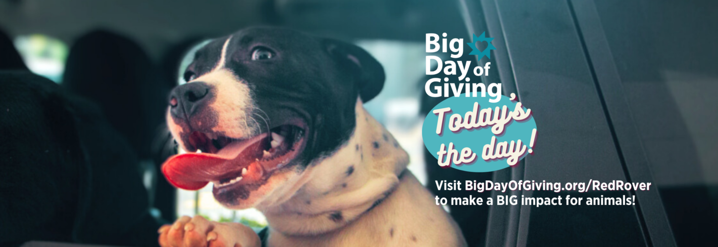 Black and white dog in car with his head out of the window. Caption reads: "Big Day of Giving, Today's the day! Visit BigDayOfGiving.org/RedRover to make a BIG impact for animals!"