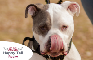 Bully dog licking his nose with On-Call Angel label