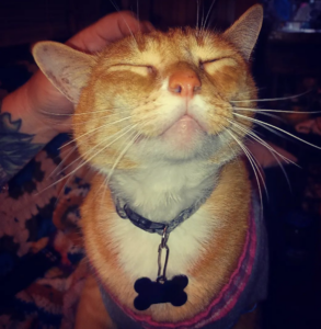 Smiling orange cat with eyes closed