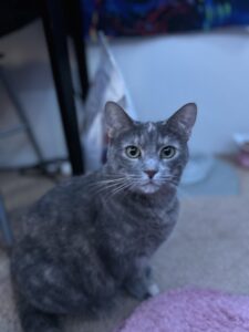 Grey tabby cat sitting on the floor of a bedroom