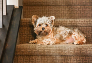 A cute yorkshire terrier on stairs looking at the camera