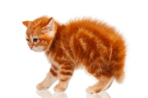 Cute little red kitten isolated on white background, back arched, scared