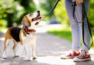 Young Woman Walking With Beagle Dog In The Summer Park. Obedient Pet With His Owner. Walking Of Pets