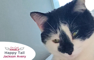 Black and white cat with green eyes, photo has RedRover On-Call Angels label