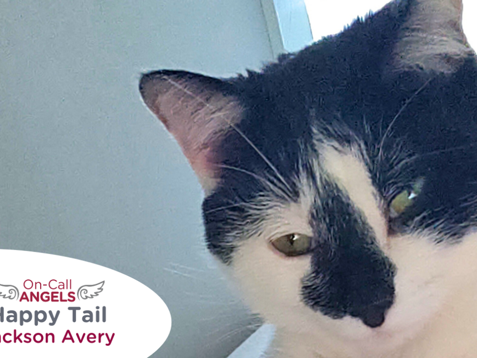 Black and white cat with green eyes, photo has RedRover On-Call Angels label