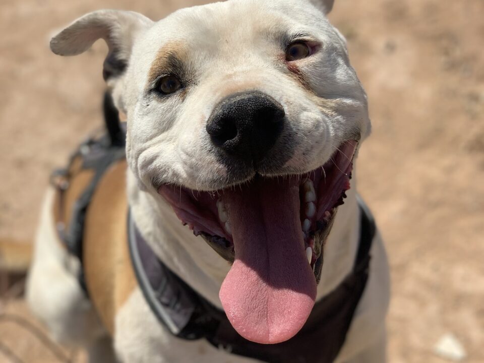 Pitbull terrier mix on the Navajo Nation in Arizona