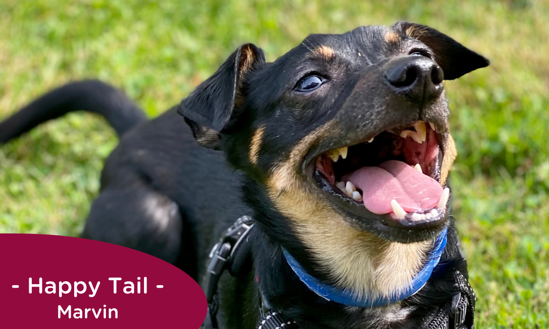 Brown and black dog smiling in the grass wearing a blue collar, with the caption "Happy Tail - Marvin"