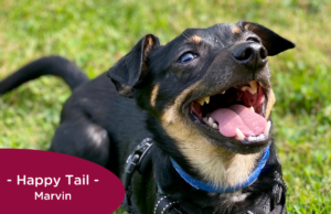 Brown and black dog smiling in the grass wearing a blue collar, with the caption "Happy Tail - Marvin"