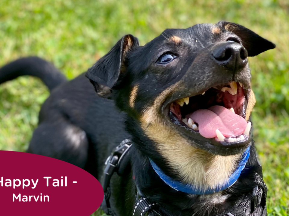 Brown and black dog smiling in the grass wearing a blue collar, with the caption "Happy Tail - Marvin"