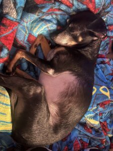 Brown and black dog sleeping on a red, yellow, and blue blanket