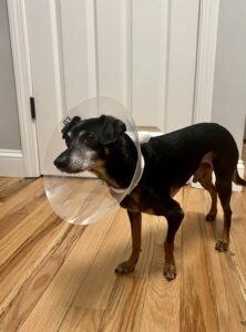 Brown and black dog wearing cone