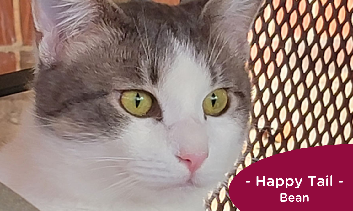 Green-eyed, grey and white cat sits in front of a fence