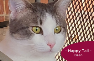 Green-eyed, grey and white cat sits in front of a fence