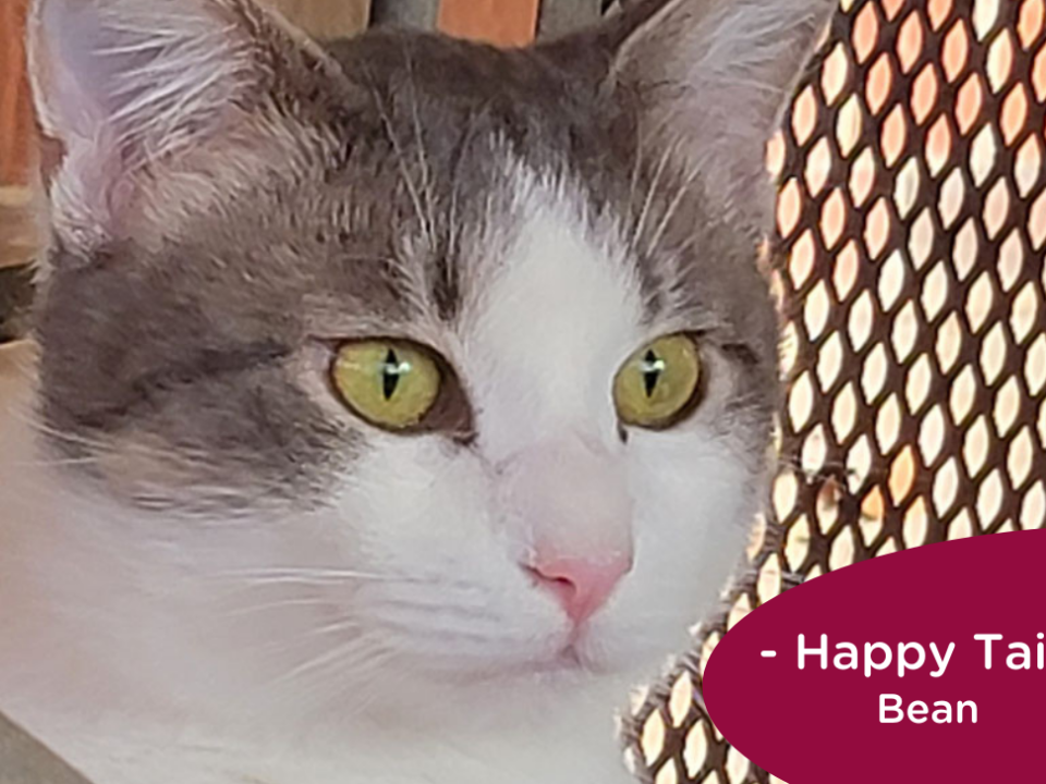 Green-eyed, grey and white cat sits in front of a fence