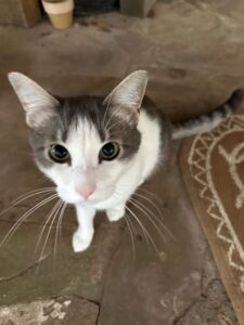 Green-eyed, grey and white cat sits next to a brown and white carpet