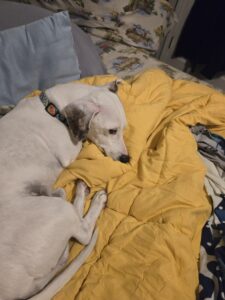 White dog with brown ears lays on a yellow blanket