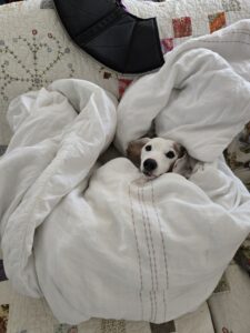 White dog with brown ears sits in a pile of quilts