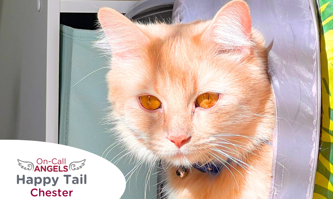 Orange cat emerges from a tunnel, RedRover On-Call Angels Happy Tail logo