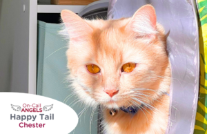 Orange cat emerges from a tunnel, RedRover On-Call Angels Happy Tail logo