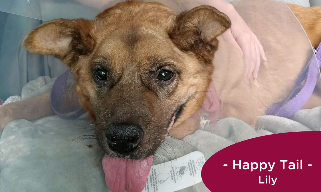 Brown dog sits in the backseat of a car wearing a cone, RedRover Happy Tail logo