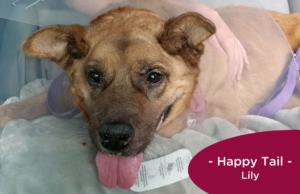 Brown dog sits in the backseat of a car wearing a cone, RedRover Happy Tail logo