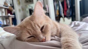 Orange cat sleeps on a bed in front of an open closet