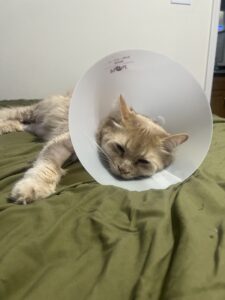 Orange cat wearing a cone sleeps on a green blanket